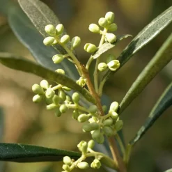 PLANT IN A BOX - Olivier - olea europaea - hauteur 155-170cm - ⌀27cm