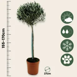 PLANT IN A BOX - Olivier - olea europaea - hauteur 155-170cm - ⌀27cm