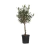 PLANT IN A BOX - Olivier - olea europaea - hauteur 60-70cm - ⌀17cm