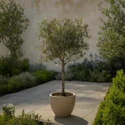 PLANT IN A BOX - Olivier - olea europaea - hauteur 60-70cm - ⌀17cm
