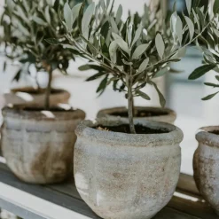 PLANT IN A BOX - Olivier - olea europaea - hauteur 60-70cm - ⌀17cm