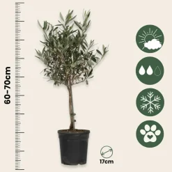 PLANT IN A BOX - Olivier - olea europaea - hauteur 60-70cm - ⌀17cm