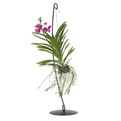 PLANT IN A BOX - Orchidée - vanda 'pink' - hauteur 45-55cm