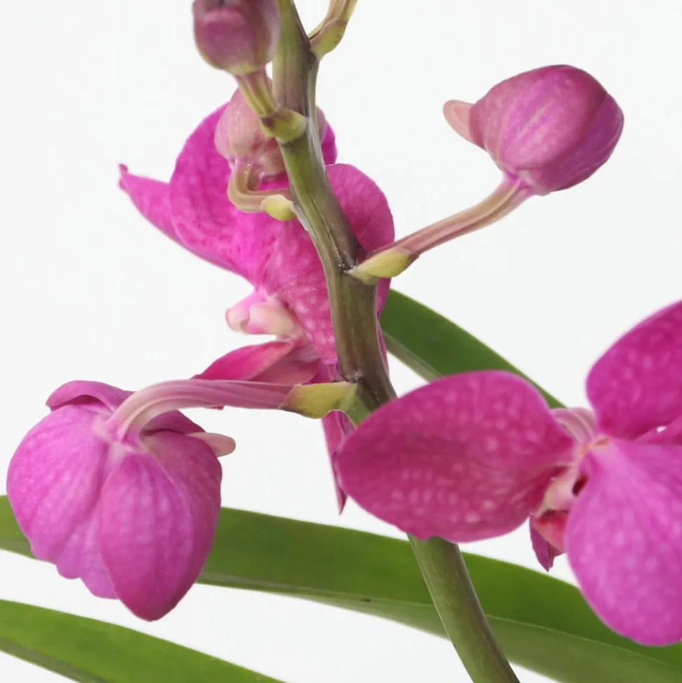 PLANT IN A BOX - Orchidée - vanda 'pink' - hauteur 45-55cm