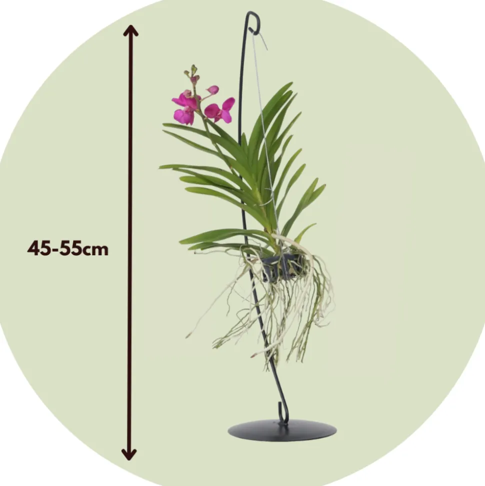 PLANT IN A BOX - Orchidée - vanda 'pink' - hauteur 45-55cm