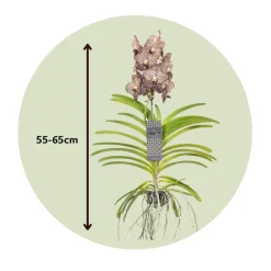 PLANT IN A BOX - Orchidée - vanda 'ocelot mocha' - hauteur 55-65cm