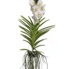 PLANT IN A BOX - Orchidée - vanda 'white' - hauteur 55-65cm