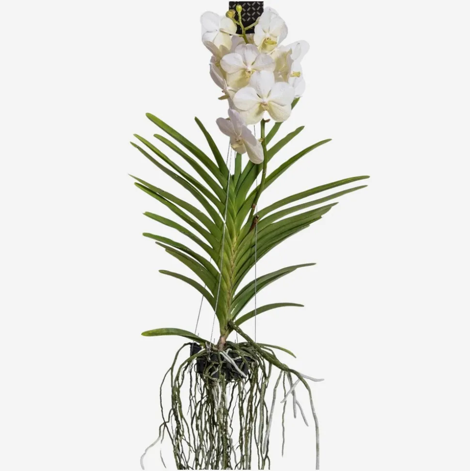 PLANT IN A BOX - Orchidée - vanda 'white' - hauteur 55-65cm