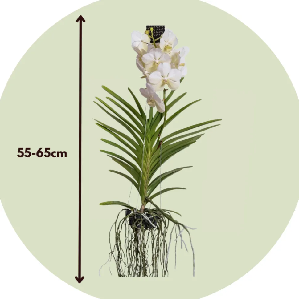 PLANT IN A BOX - Orchidée - vanda 'white' - hauteur 55-65cm