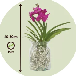 PLANT IN A BOX - Orchidée - vanda 'cerise' - hauteur 40-50cm - ⌀14cm
