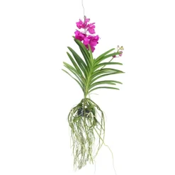 PLANT IN A BOX - Orchidée - vanda 'tayanee cerise' - hauteur 55-65cm