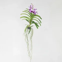 PLANT IN A BOX - Orchidée - vanda 'lila' - hauteur 55-65cm