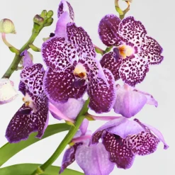 PLANT IN A BOX - Orchidée - vanda 'lila' - hauteur 55-65cm