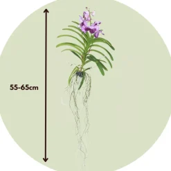 PLANT IN A BOX - Orchidée - vanda 'lila' - hauteur 55-65cm