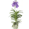 PLANT IN A BOX - Orchidée - vanda 'magic royal blue' - hauteur 55-65cm