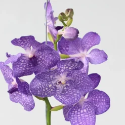 PLANT IN A BOX - Orchidée - vanda 'magic royal blue' - hauteur 55-65cm