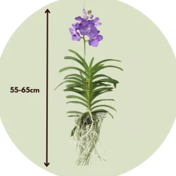 PLANT IN A BOX - Orchidée - vanda 'magic royal blue' - hauteur 55-65cm