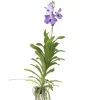 PLANT IN A BOX - Orchidée - vanda 'new blue' - hauteur 55-65cm