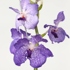 PLANT IN A BOX - Orchidée - vanda 'new blue' - hauteur 55-65cm