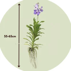 PLANT IN A BOX - Orchidée - vanda 'new blue' - hauteur 55-65cm