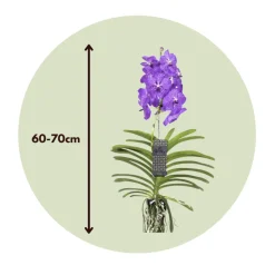 PLANT IN A BOX - Orchidée - vanda 'new blue' - hauteur 55-65cm