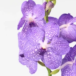 PLANT IN A BOX - Orchidée - vanda 'blue' - hauteur 55-65cm