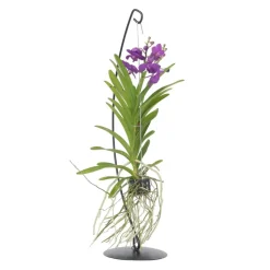 PLANT IN A BOX - Orchidée - vanda 'blue' - hauteur 45-55cm