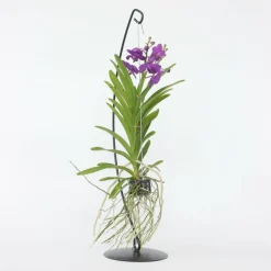 PLANT IN A BOX - Orchidée - vanda 'blue' - hauteur 45-55cm