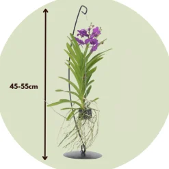 PLANT IN A BOX - Orchidée - vanda 'blue' - hauteur 45-55cm