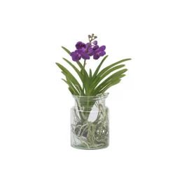 PLANT IN A BOX - Orchidée - vanda 'blue' - hauteur 40-50cm - ⌀14cm