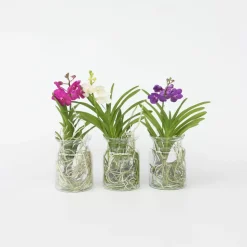PLANT IN A BOX - Orchidée - vanda 'blue' - hauteur 40-50cm - ⌀14cm