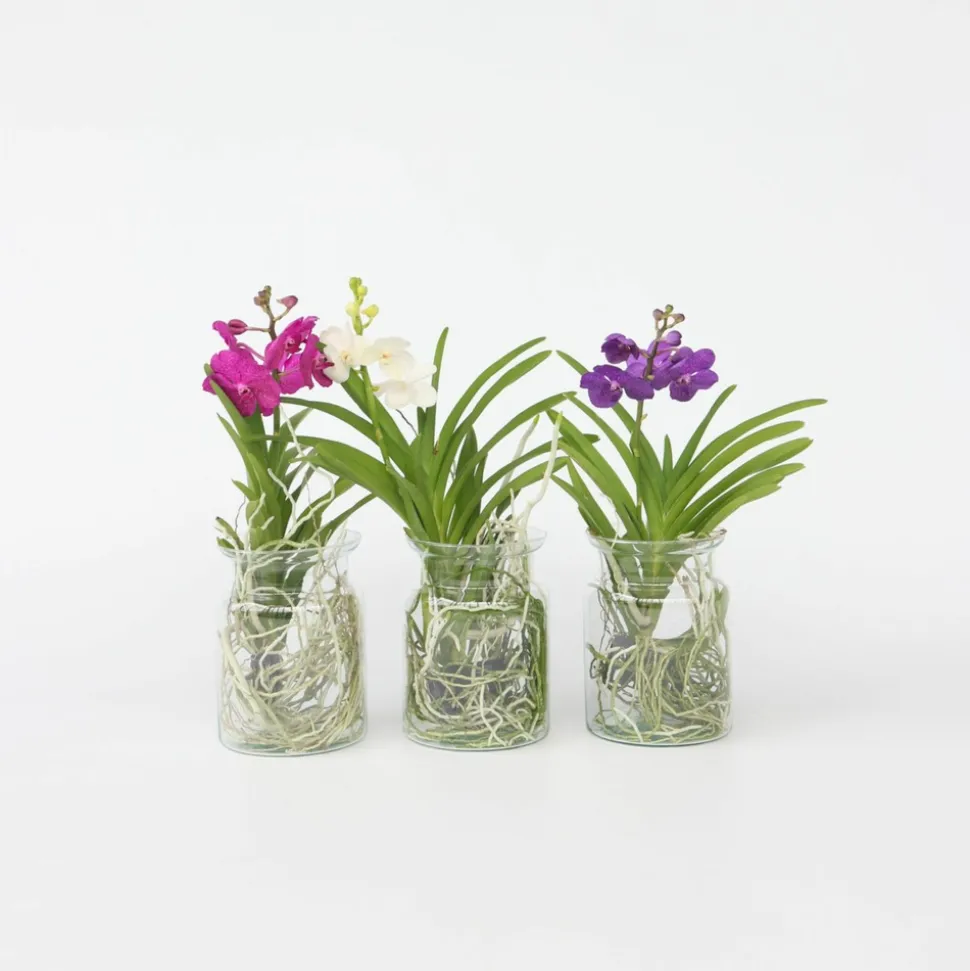PLANT IN A BOX - Orchidée - vanda 'blue' - hauteur 40-50cm - ⌀14cm