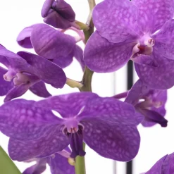 PLANT IN A BOX - Orchidée - vanda 'blue' - hauteur 40-50cm - ⌀14cm