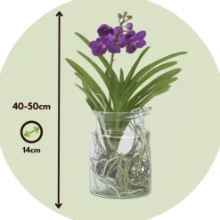 PLANT IN A BOX - Orchidée - vanda 'blue' - hauteur 40-50cm - ⌀14cm