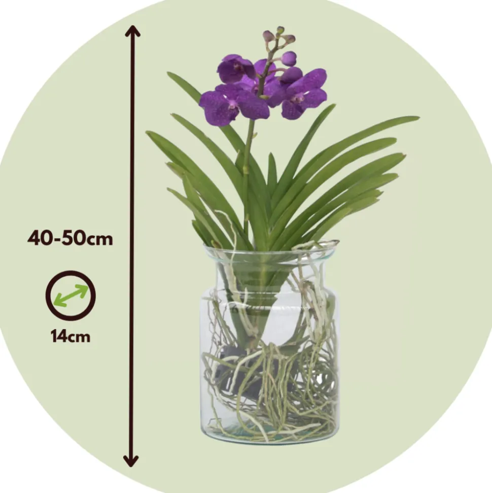 PLANT IN A BOX - Orchidée - vanda 'blue' - hauteur 40-50cm - ⌀14cm