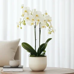 PLANT IN A BOX - Orchidée papillon - phalaenopsis multiflora - hauteur 35-45cm - ⌀12cm