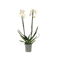 PLANT IN A BOX - Orchidée papillon - phalaenopsis - hauteur 50-60cm - ⌀12cm