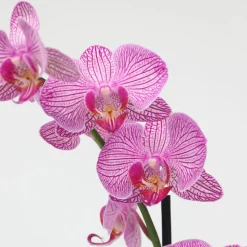 PLANT IN A BOX - Orchidée papillon - phalaenopsis - hauteur 50-60cm - ⌀12cm