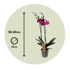 PLANT IN A BOX - Orchidée papillon - phalaenopsis - hauteur 50-60cm - ⌀12cm