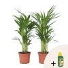 PLANT IN A BOX - Palmier areca - set de 2 - dypsis lutescens - hauteur 60-70cm - ⌀17cm