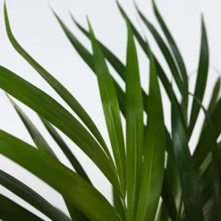 PLANT IN A BOX - Palmier areca - set de 2 - dypsis lutescens - hauteur 60-70cm - ⌀17cm