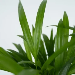 PLANT IN A BOX - Palmier areca - set de 2 - dypsis lutescens - hauteur 60-70cm - ⌀17cm