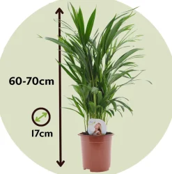 PLANT IN A BOX - Palmier areca - set de 2 - dypsis lutescens - hauteur 60-70cm - ⌀17cm