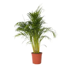 PLANT IN A BOX - Palmier areca - dypsis lutescens - hauteur 140-150cm - ⌀27cm