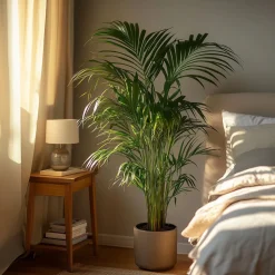 PLANT IN A BOX - Palmier areca - dypsis lutescens - hauteur 140-150cm - ⌀27cm