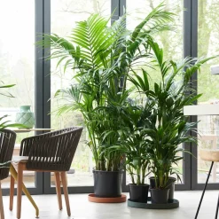 PLANT IN A BOX - Palmier kentia - howea forsteriana - hauteur 90-100cm - ⌀18cm