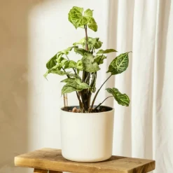 PLANT IN A BOX - Patte-d'oie - syngonium podophyllum 'pixie' - hauteur 25-40cm - ⌀12cm