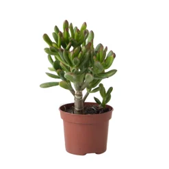 PLANT IN A BOX - Plante de jade - crassula ovata 'gollum' - hauteur 15-25 cm - pot 12 cm