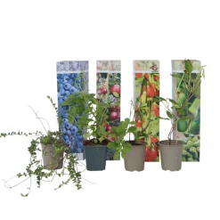 PLANT IN A BOX - Plantes fruitières - set de 4 - actinidia, vaccinium, lycium - h25-40cm - ⌀9cm