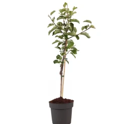 PLANT IN A BOX - Pommier - malus domestica 'elstar' - hauteur 90-100cm - ⌀21cm